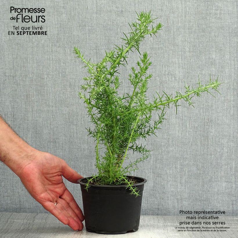 Ejemplar de Ulex europaeus - Tojo Maceta 1L/1,5LAltura de entrega aprox. 10/20cm entregado en verano