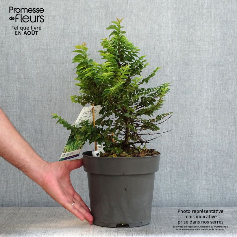 Ejemplar de Ulmus hollandica Jacqueline Hillier - Olmo Maceta 4L/5L entregado en verano