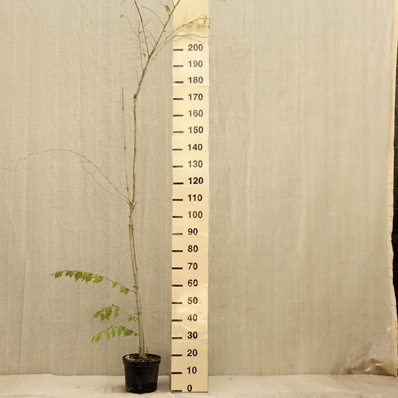 Ejemplar de Ulmus minor Argenteovariegata - Olmo Maceta 4L/5L entregado en otoño