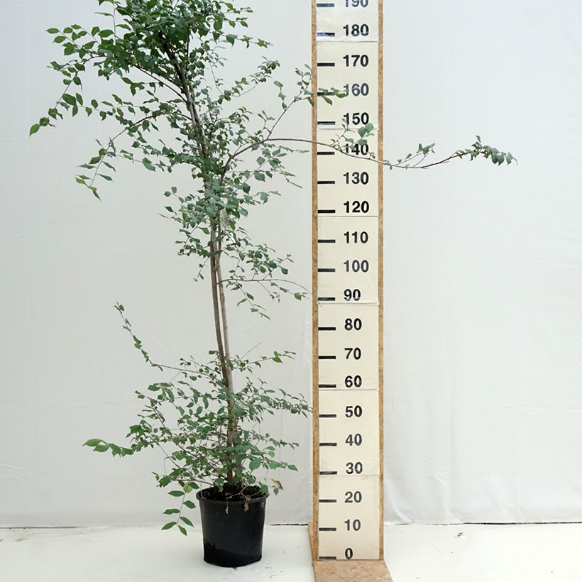 Ejemplar de Ulmus minor - Olmo Maceta 7,5L/10L entregado en verano