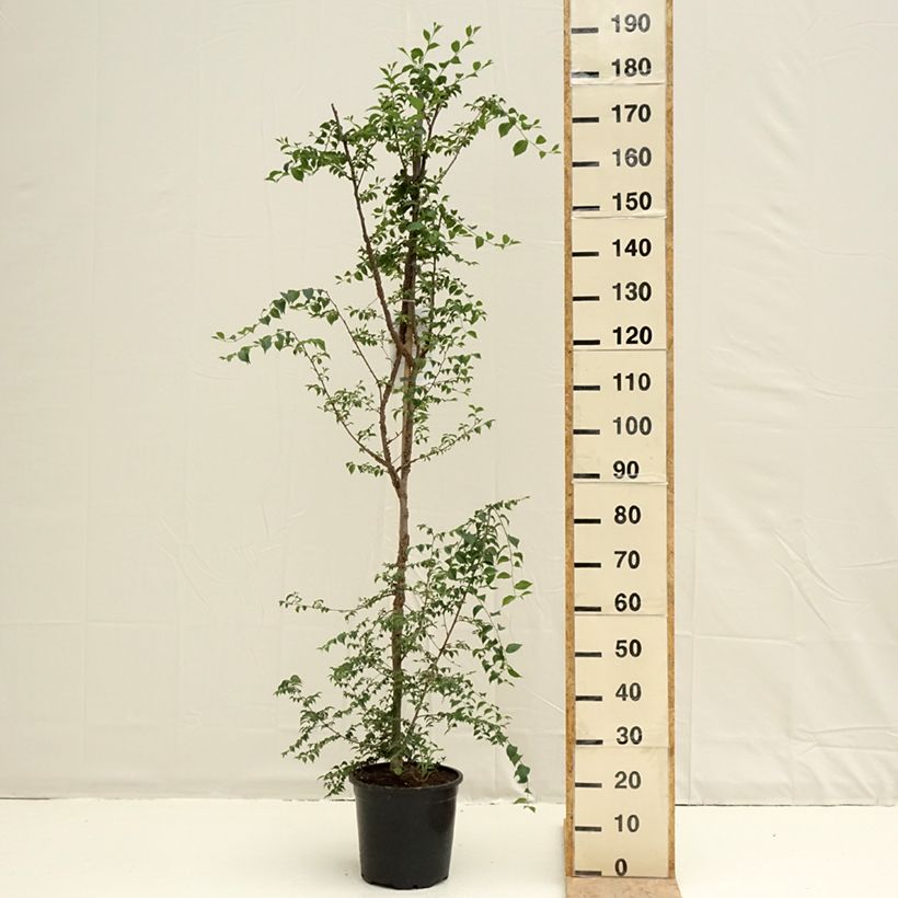 Ulmus minor - Olmo Maceta 7,5L/10LAltura de entrega aprox. 170/200cm Ejemplar entregado en la primavera