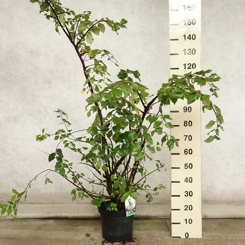 Ejemplar de Ulmus minor suberosa - Olmo Maceta 7,5L/10LAltura de entrega aprox. 80/100cm entregado en verano