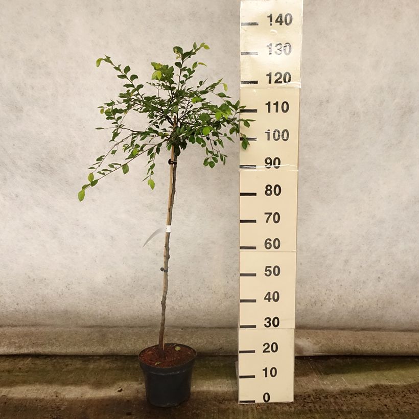 Ejemplar de Ulmus parvifolia Geisha - Olmo Maceta 4L/5LAltura de entrega aprox. 60/+cm entregado en verano