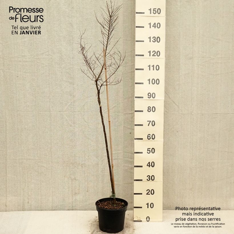 Ulmus parvifolia Seiju - Olmo Maceta 4L/5L Ejemplar entregado en invierno