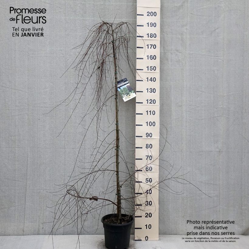 Ulmus pumila - Olmo Maceta 7,5L/10L Ejemplar entregado en invierno
