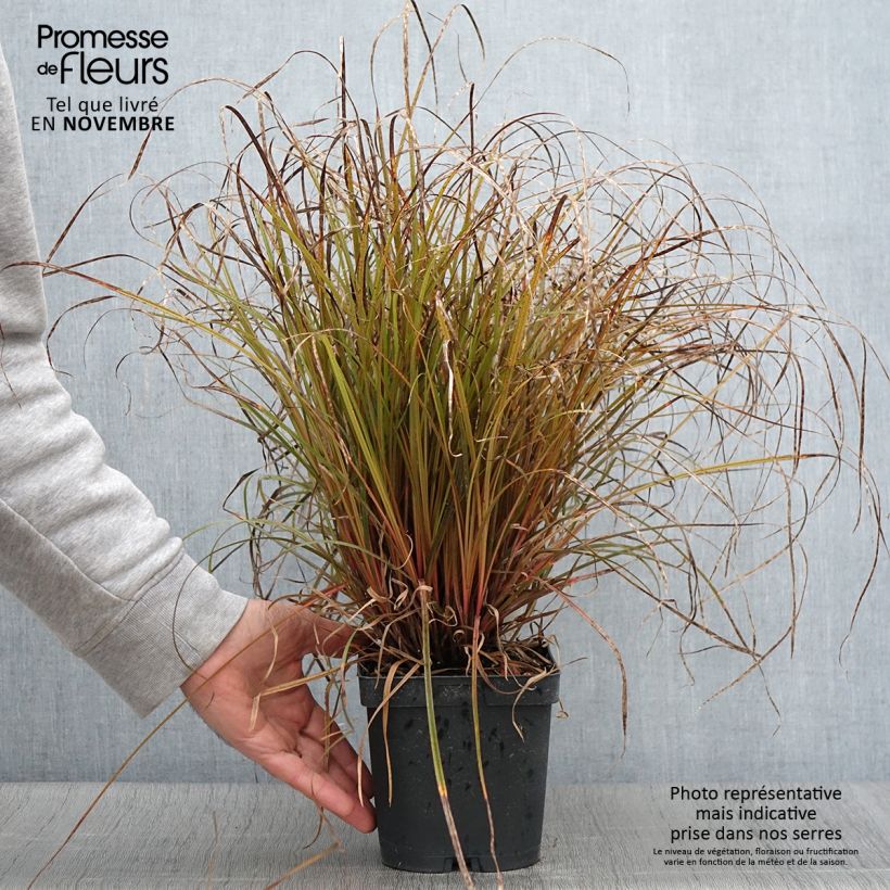 Ejemplar de Uncinia rubra Maceta 2L/3L entregado en otoño