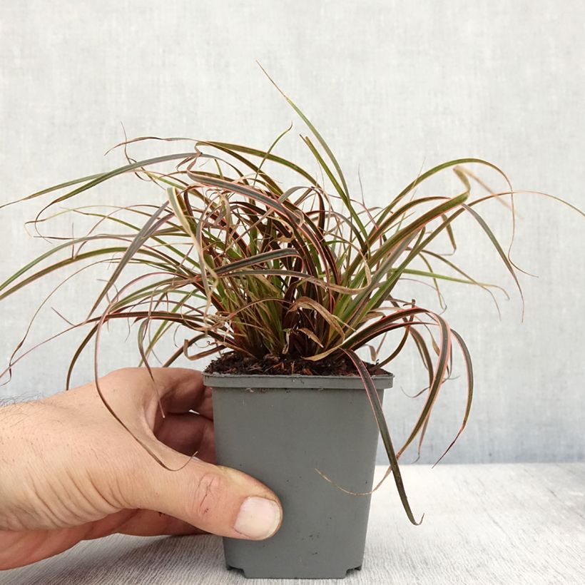 Ejemplar de Uncinia rubra Everflame Maceta de 8/9 cm entregado en otoño