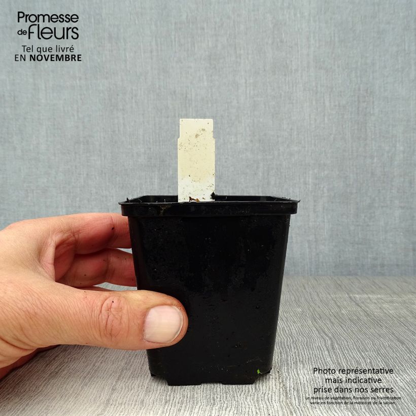 Ejemplar de Uvularia grandiflora Maceta de 8/9 cm entregado en otoño