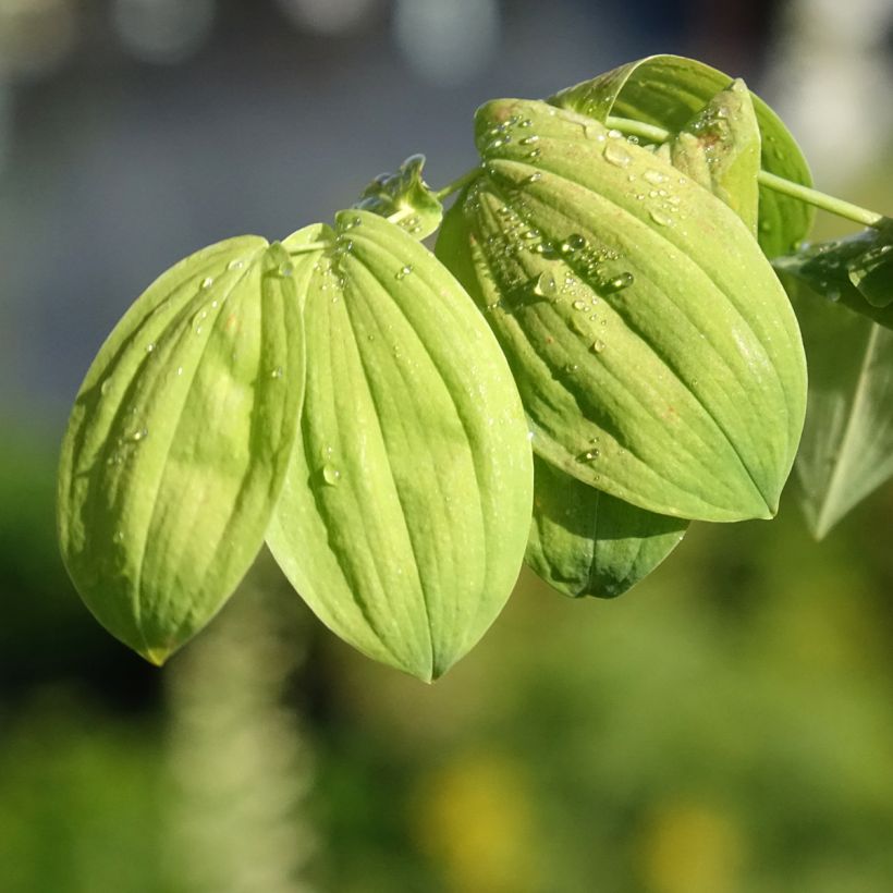 Uvularia grandiflora (Follaje)