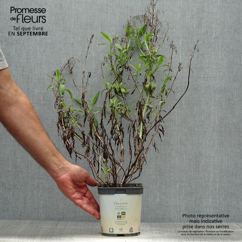 Ejemplar de Centranthus ruber Albus - Hierba de San Jorge Maceta 2L/3L entregado en otoño