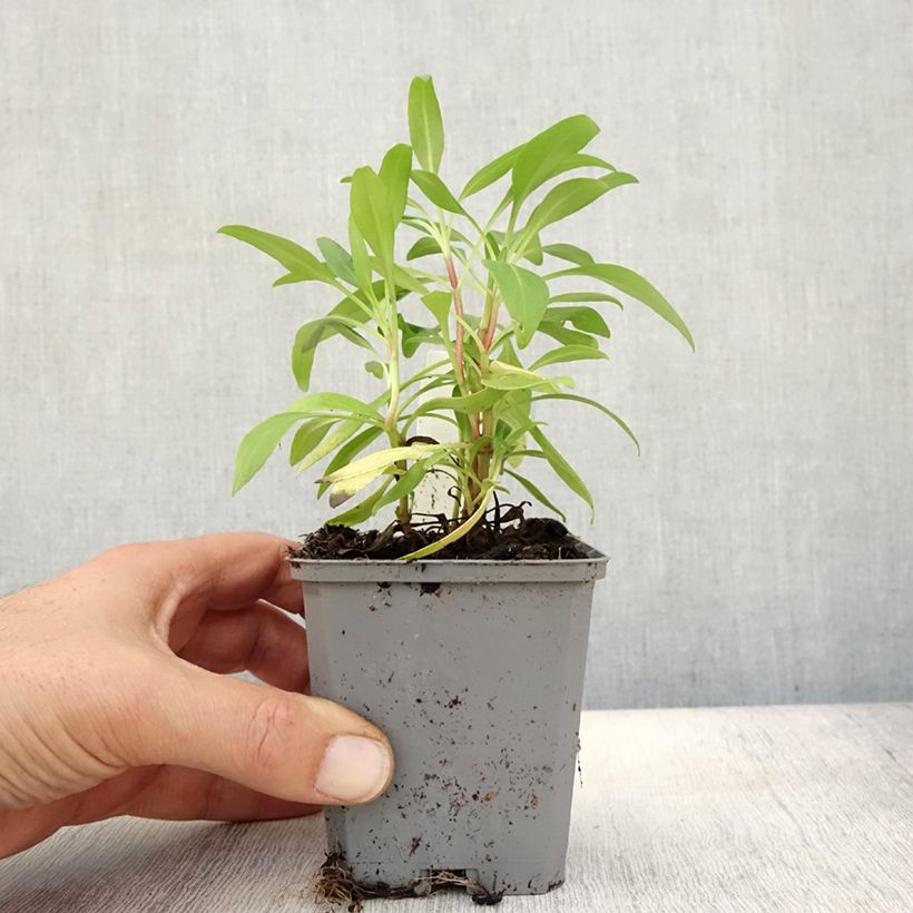 Ejemplar de Centranthus ruber - Hierba de San Jorge Maceta de 8/9 cm entregado en otoño