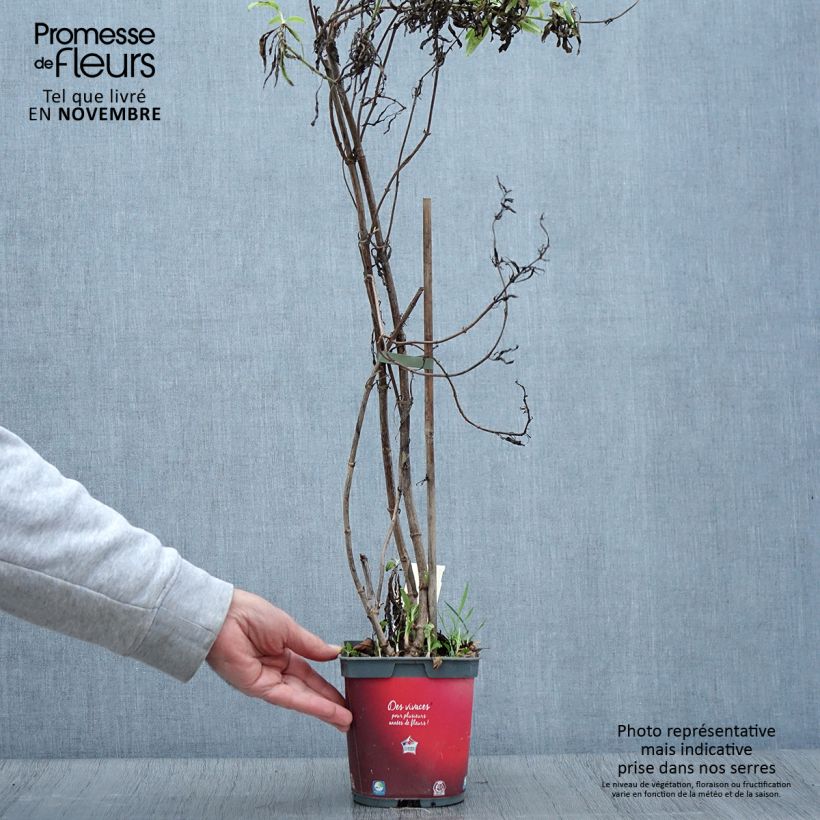 Ejemplar de Centranthus ruber Coccineus - Hierba de San Jorge Maceta 2L/3L entregado en otoño