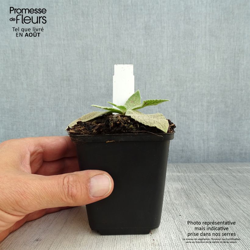 Ejemplar de Verbascum Gainsborough Maceta de 8/9 cm entregado en verano
