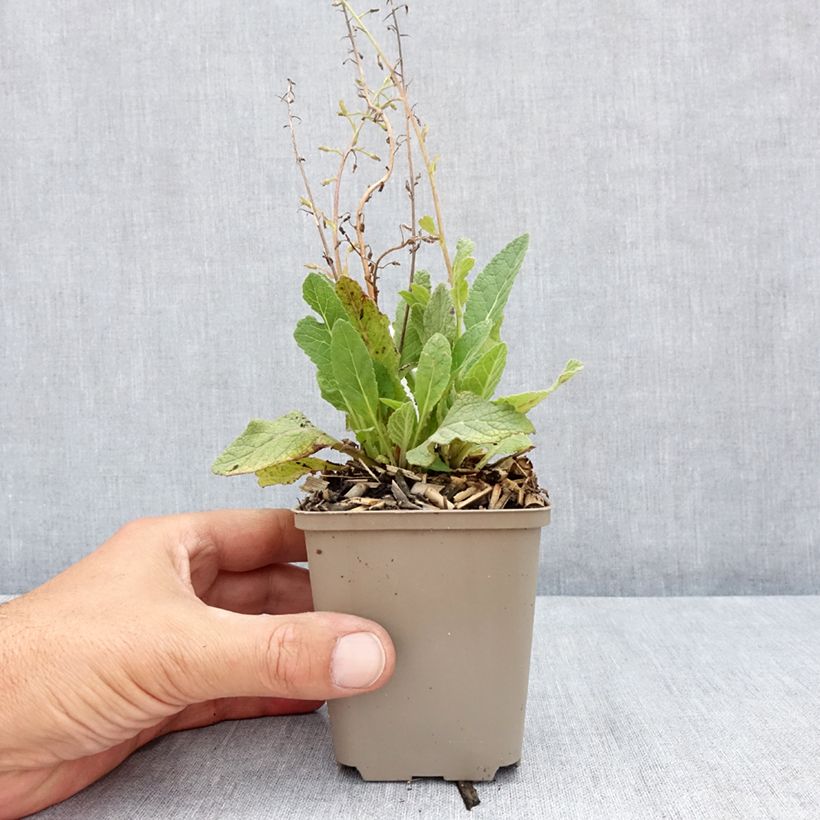 Ejemplar de Verbascum Jackie Maceta de 8/9 cm entregado en verano