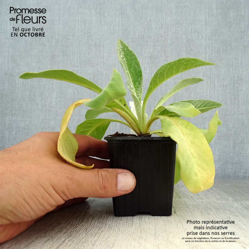 Ejemplar de Verbascum olympicum - Gordolobo olímpico Maceta de 8/9 cm entregado en otoño