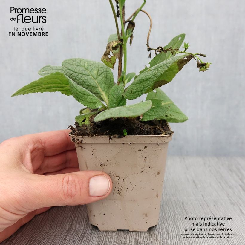 Ejemplar de Verbascum Royalty Maceta de 8/9 cm entregado en otoño