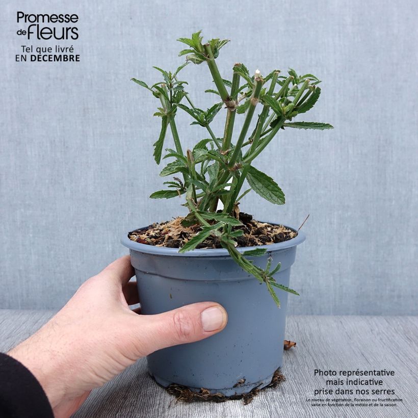 Ejemplar de Hierba mora - Verbena bonariensis Maceta 2L/3L entregado en otoño
