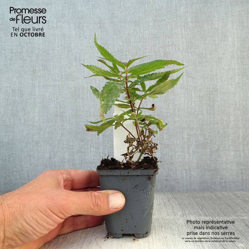 Ejemplar de Verbena hastata Blue Spires Maceta de 8/9 cm entregado en otoño