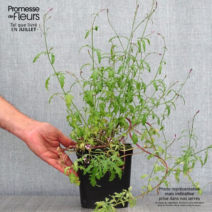 Ejemplar de Verbena Bampton - Verbena officinalis Maceta 2L/3L entregado en verano