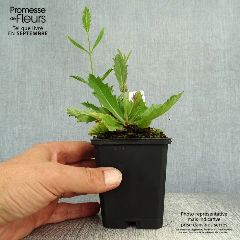 Ejemplar de Verbena rigida Polaris - Verbena rígida Maceta de 8/9 cm entregado en otoño