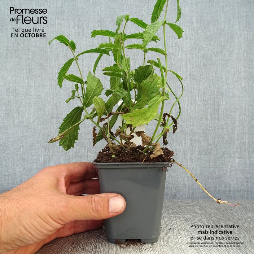 Ejemplar de Verbena rigida Venosa Maceta de 8/9 cm entregado en otoño