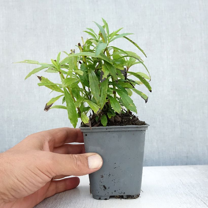 Ejemplar de Solidago canadensis - Vara de oro Maceta de 7/8 cm entregado en verano