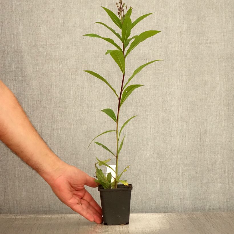 Ejemplar de Vernonia arkansana - Vernone de l'Arkansas Godet de 8/9 cm entregado en verano