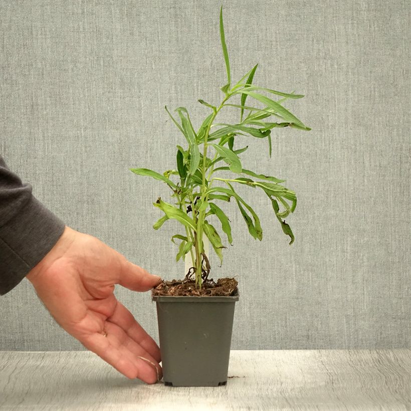 Ejemplar de Vernonia baldwinii Godet de 8/9 cm entregado en verano