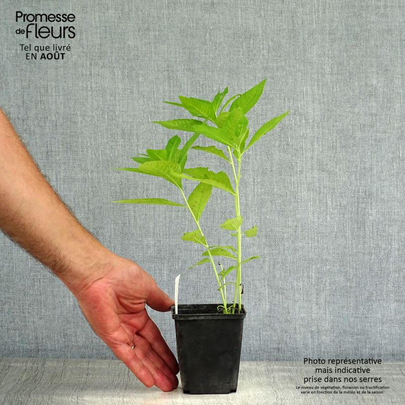 Ejemplar de Vernonia crinita var. alba Maceta de 8/9 cm entregado en verano