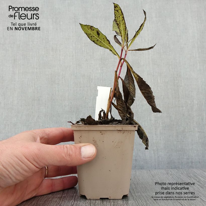 Ejemplar de Vernonia missurica Maceta de 8/9 cm entregado en otoño