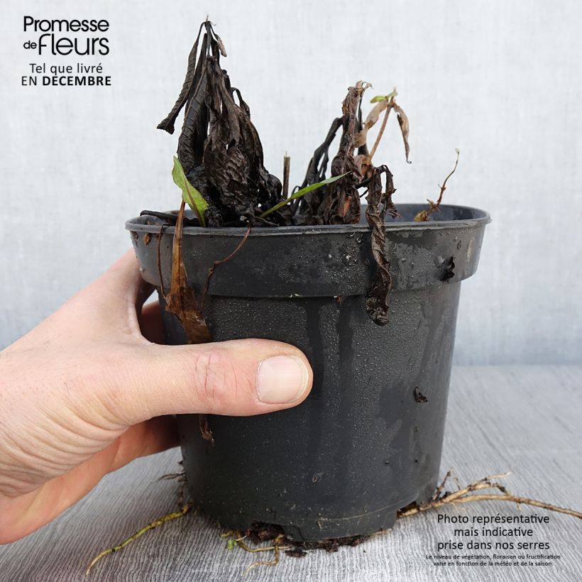 Ejemplar de Vernonia noveboracensis White Lightning Maceta 2L/3L entregado en otoño