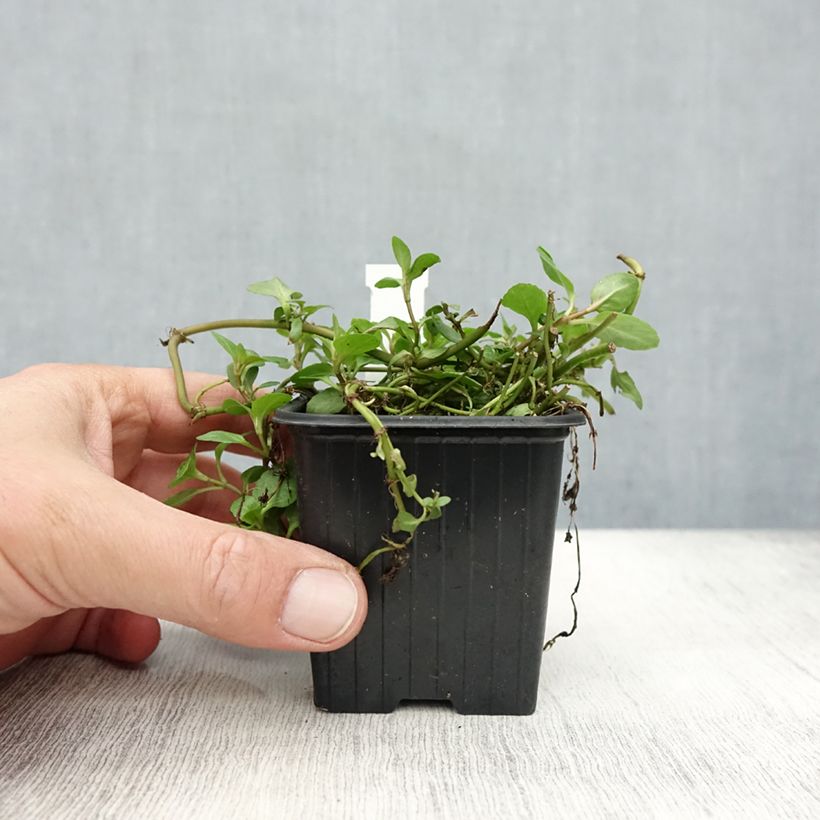 Ejemplar de Veronica beccabunga - Verónica de agua Maceta de 8/9 cm entregado en otoño