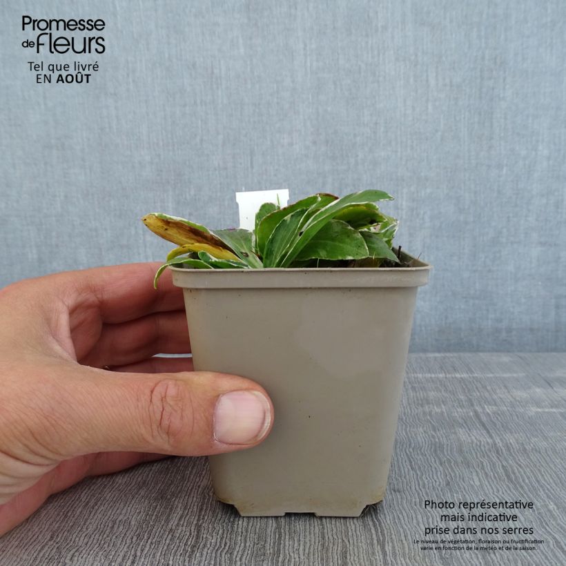 Ejemplar de Veronica gentianoides Variegata Maceta de 8/9 cm entregado en verano