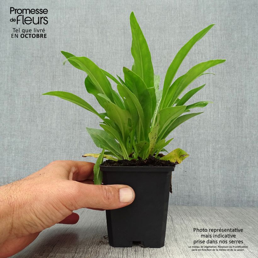 Ejemplar de Veronica gentianoides - Verónica de hojas de genciana Maceta de 8/9 cm entregado en otoño
