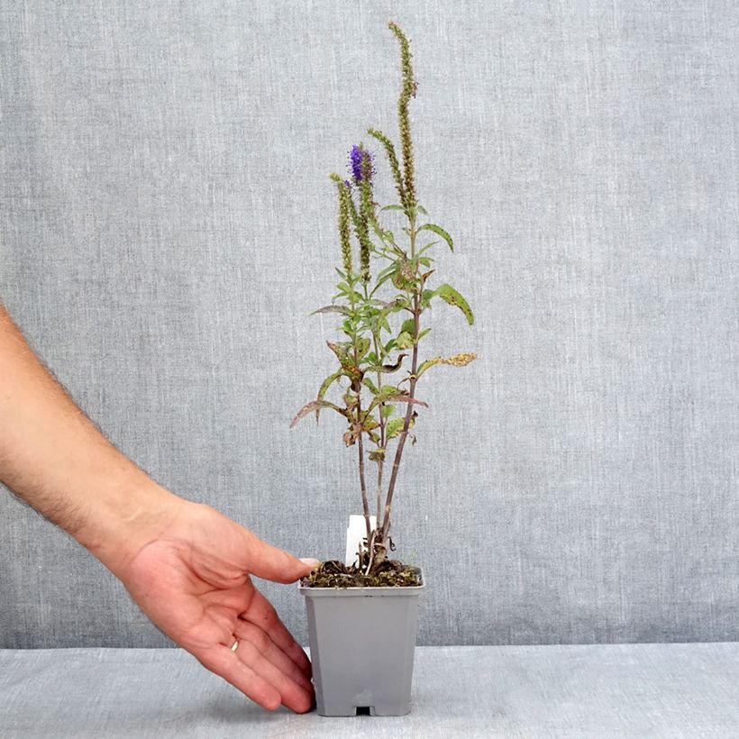 Ejemplar de Veronica longifolia Blauriesin Maceta de 8/9 cm entregado en verano