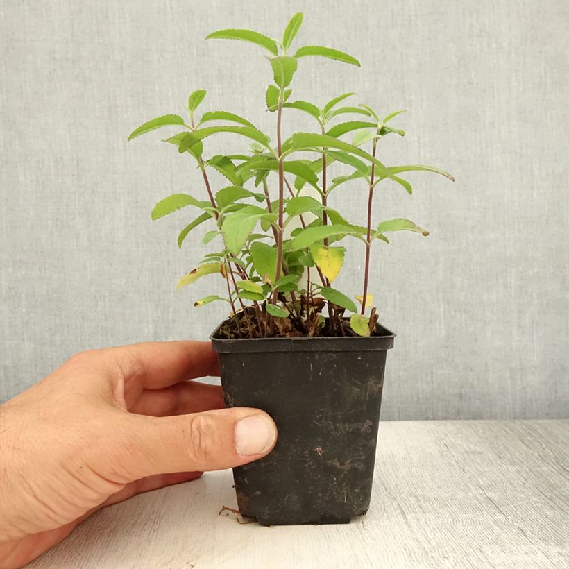 Ejemplar de Veronica longifolia Candied Candle Maceta de 8/9 cm entregado en verano