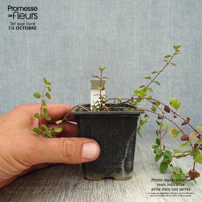 Ejemplar de Veronica petraea Madame Mercier Maceta de 8/9 cm entregado en otoño