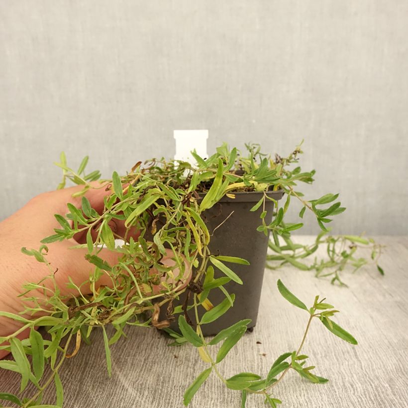 Ejemplar de Veronica prostrata Alba - Verónica postrada Maceta de 8/9 cm entregado en verano