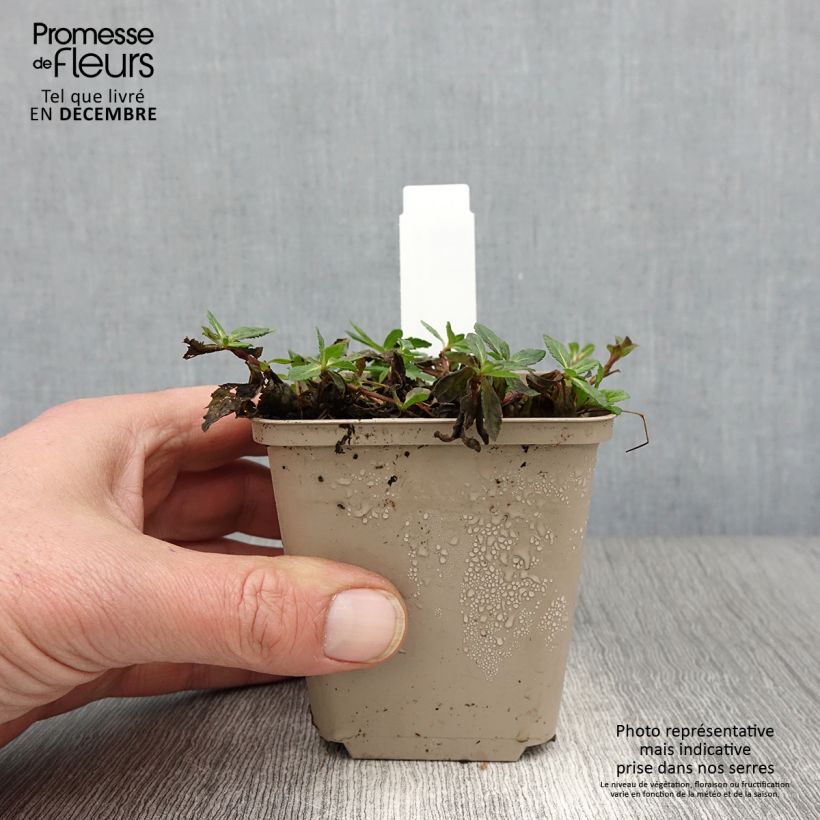 Ejemplar de Veronica prostrata Mrs Holt - Verónica postrada Maceta de 8/9 cm entregado en otoño