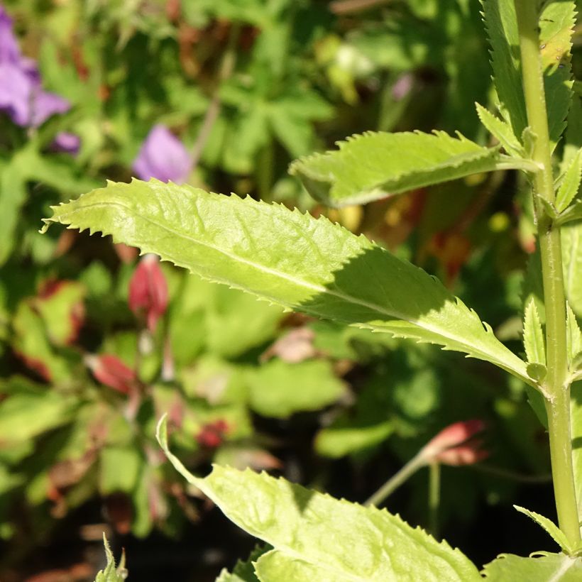 Veronica spicata Icicle - Verónica espigada (Follaje)