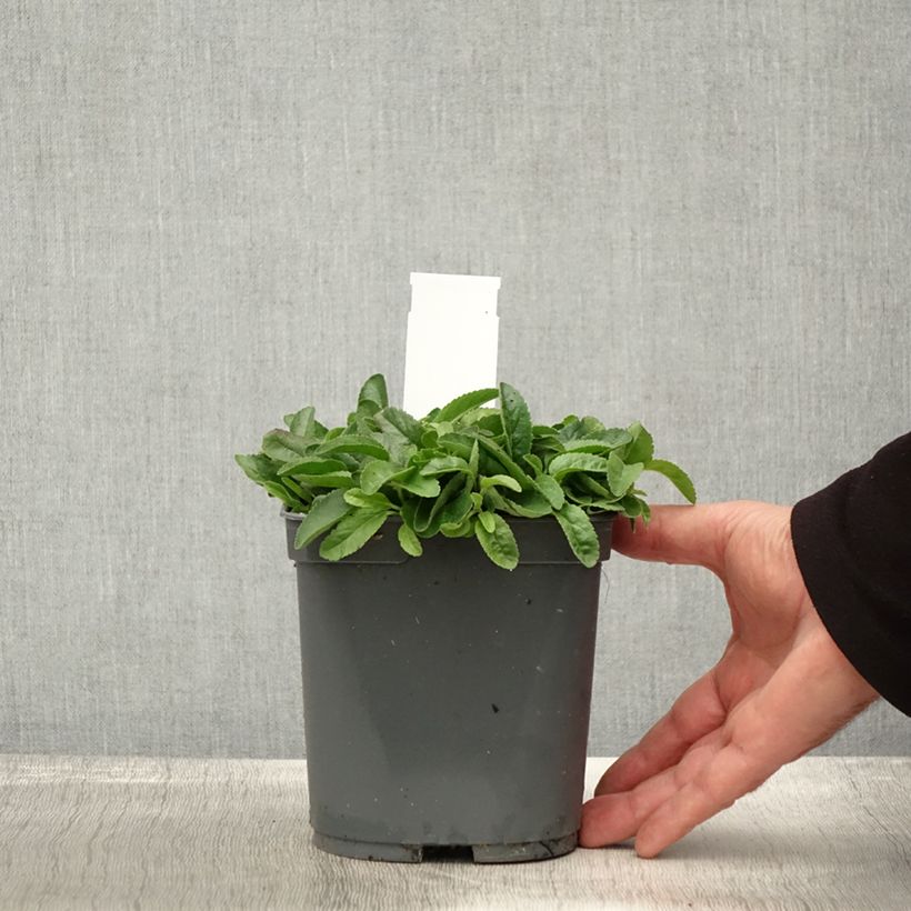 Ejemplar de Veronica spicata Nana Blue - Verónica espigada Maceta 2L/3L entregado en otoño