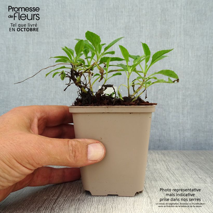 Ejemplar de Veronica spicata Rotfuchs - Verónica espigada Maceta de 8/9 cm entregado en otoño