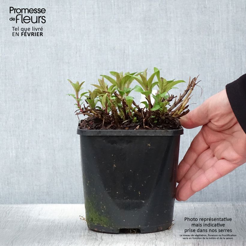 Veronica spicata Royal Candles - Verónica espigada Maceta 1,5L/2L Ejemplar entregado en invierno