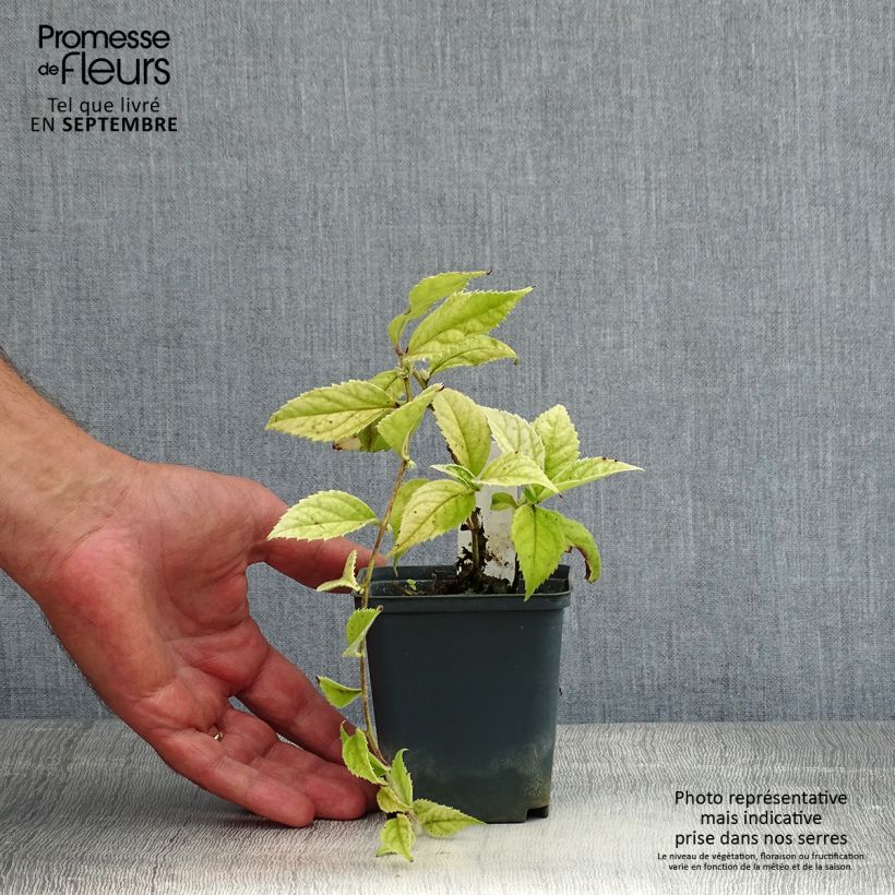 Ejemplar de Veronicastrum villosulum Godet de 8/9 cm entregado en verano