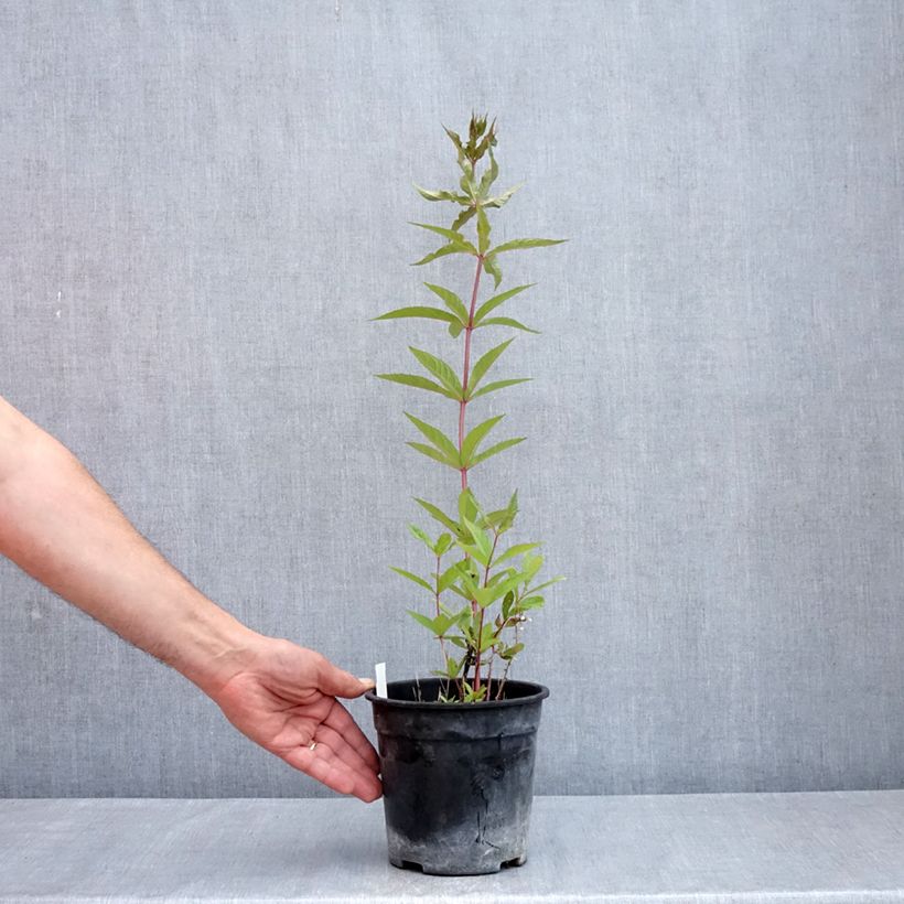 Veronicastrum virginicum Adoration - Véronique de Virginie - Pot de 2L/3L Ejemplar entregado en la primavera