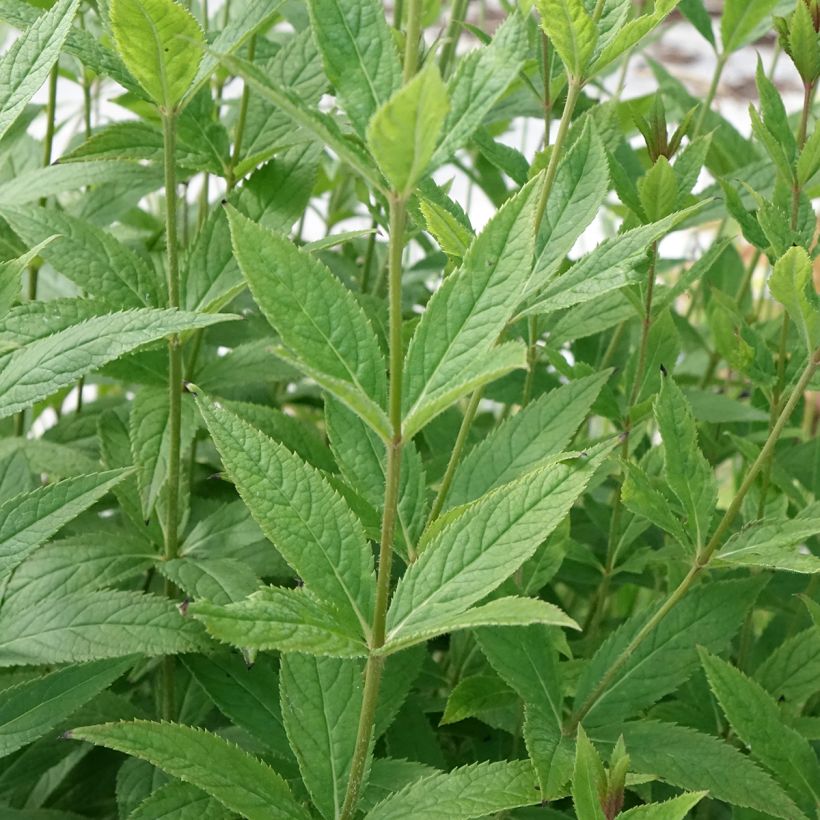 Veronicastrum virginicum Challenger (Follaje)