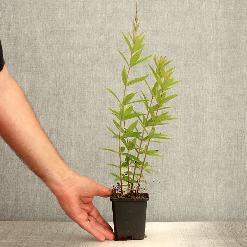 Ejemplar de Veronicastrum virginicum Diane Maceta de 8/9 cm entregado en verano