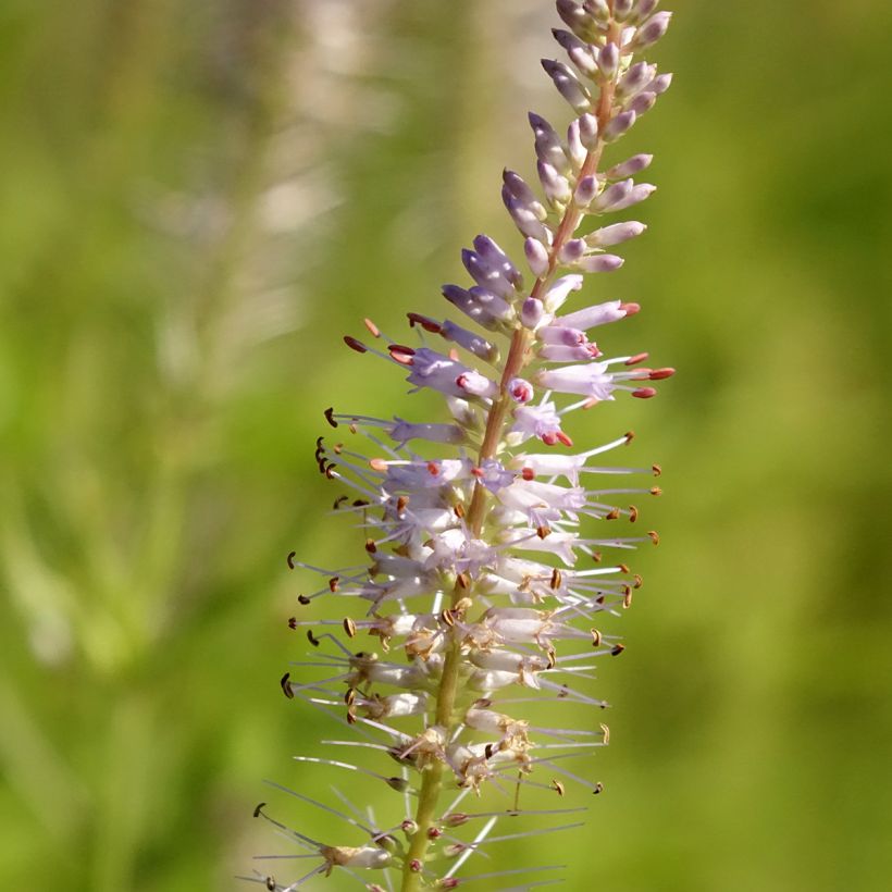 Veronicastrum virginicum Lavendelturm (Floración)