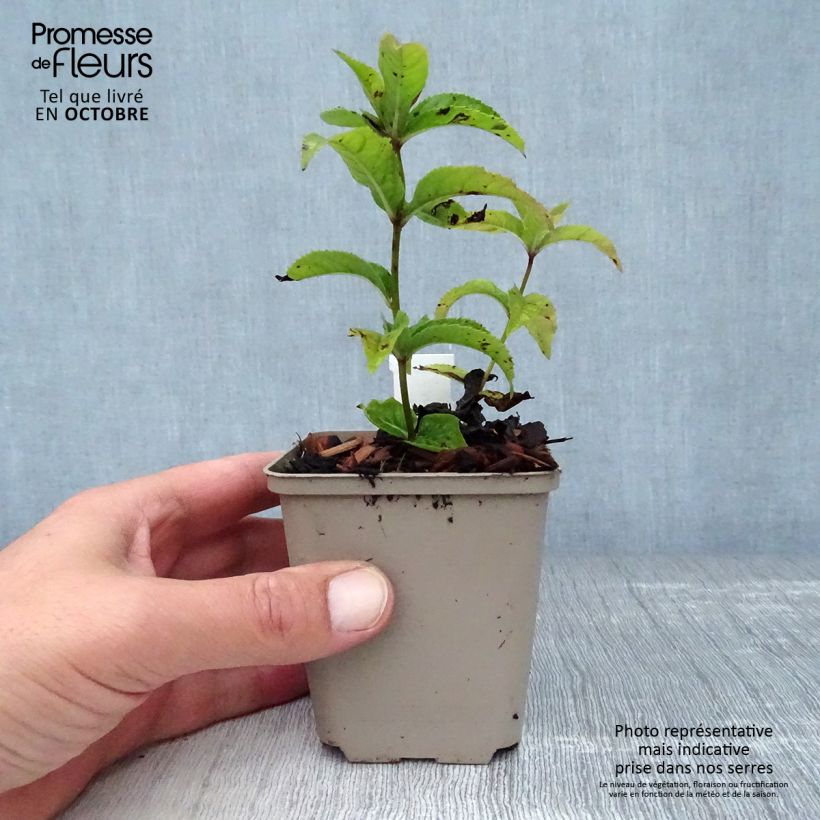 Ejemplar de Veronicastrum virginicum Red Arrows Maceta de 8/9 cm entregado en otoño