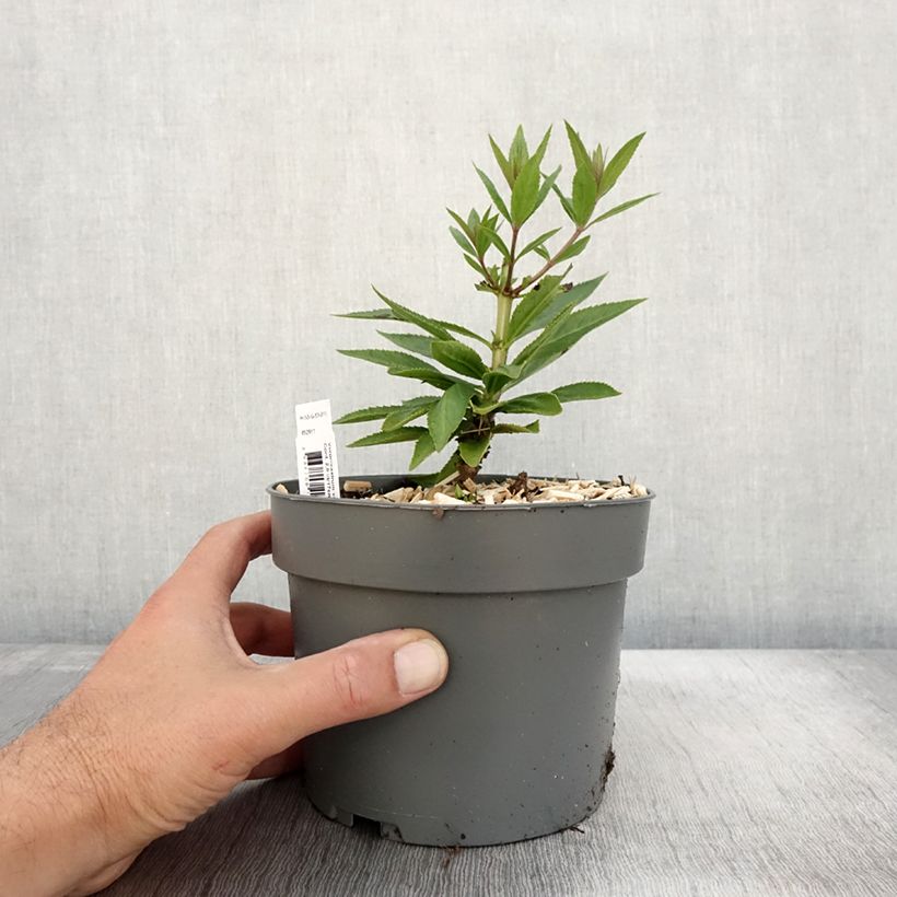 Ejemplar de Veronicastrum virginicum var. album Maceta 2L/3L entregado en otoño